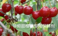 浆果