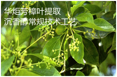 乔木